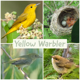 Yellow Warbler